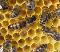 Reine d'abeilles les miels d'uzs
